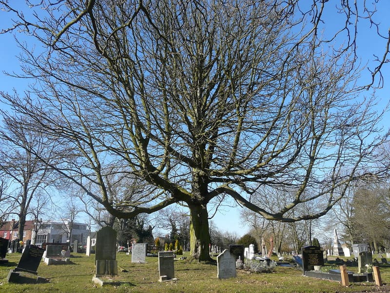 Camberwell New Cemetery — photo 4