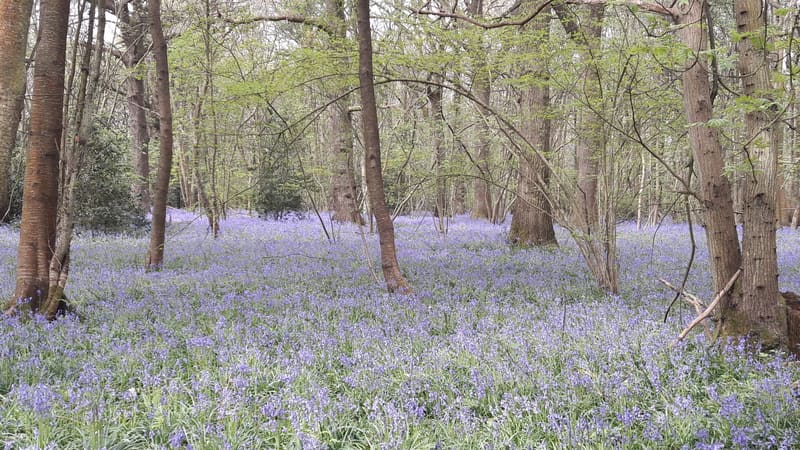 Bluebell Cemetery — photo 2